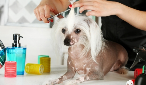 gallery/peluqueria-estetica-canina